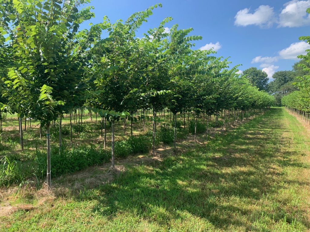 our princeton elms on a sunny day