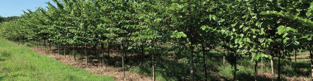 What trees are Native to Tennessee