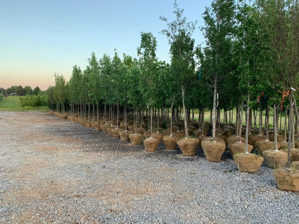 Nursery Trees Steve Myers & Son Nursery Murfreesboro TN