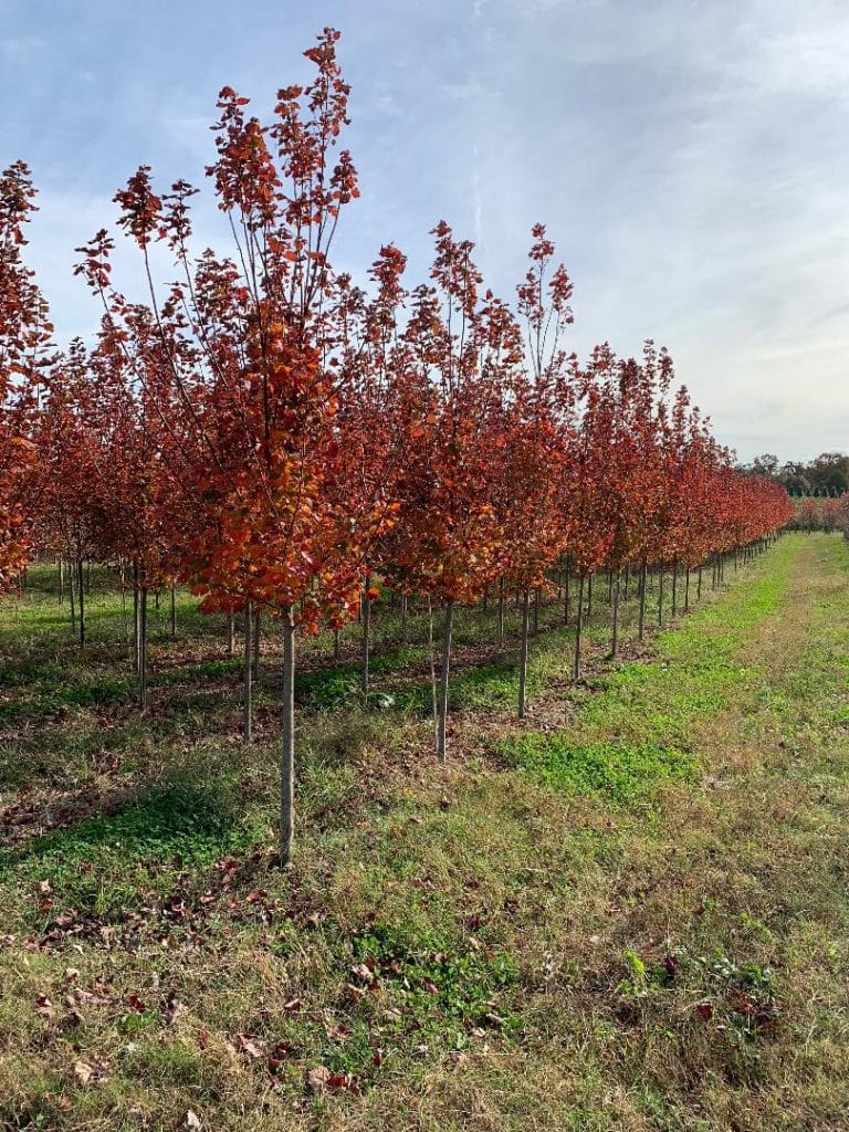 Tree Nursery Steve Myers & Son Nursery Smithville TN