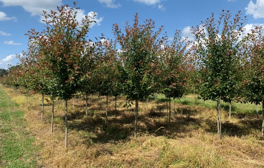 Red Mcintosh » Store » Tomorrow's Harvest by Burchell Nursery